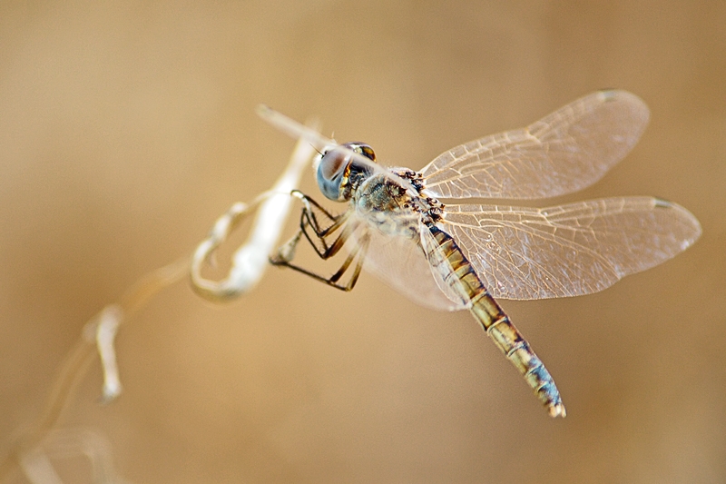 Selysiothemis nigra (female)